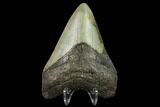 Fossil Megalodon Tooth - North Carolina #131600-2